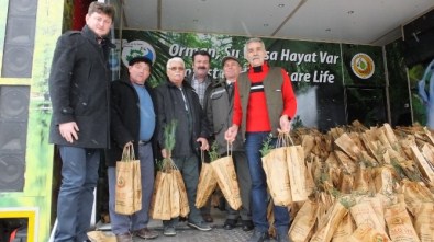 Burhaniye'de Ücretsiz 4 Bin Adet Çam Fidanı Dağıtıldı