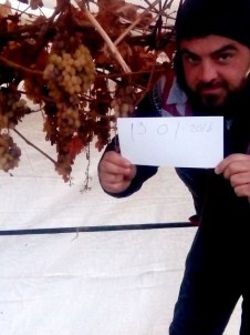 Kış Ortasında Dalından Üzüm Topladı