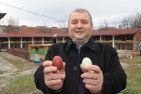 SÜS TAVUĞU - Bu Tavuklar Rengarenk Yumurtluyor