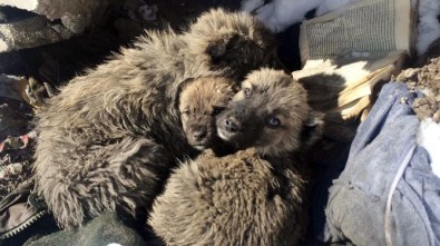 Van'da Yedi Yavru Köpek Ölüme Terk Edildi