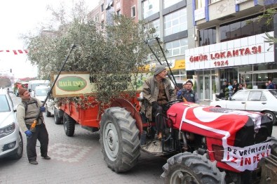 Zeytin Hasat Sonu Şenlikleri Yapıldı