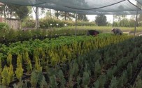 Amasya Obm 12 Milyon 691 Bin Fidan Üretti