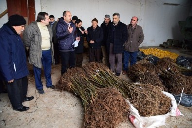 Büyükşehir'den Bafralı Çiftçilere Ceviz Fidanı Desteği