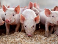 DOMUZ ETİ - Danimarka'da 'zorunlu domuz yemeği' kararı