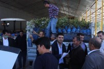 Düziçi'nde Geçen Yıl 7 Bin 500 Ceviz Fidanı Dağıtıldı