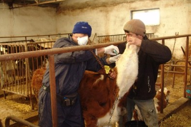 Kastamonu'da Şap Hastalığına Karşı 71 Bin Hayvan Aşılandı