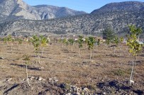 GEN BANKASI - Orman Ve Su İşleri Bakanlığı, Antalya'da 2 Bin 730 Ceviz Ağacının Dağıtımını Yaptı