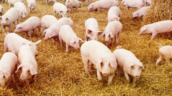 Danimarka'da 'zorunlu domuz yemeği' kararı