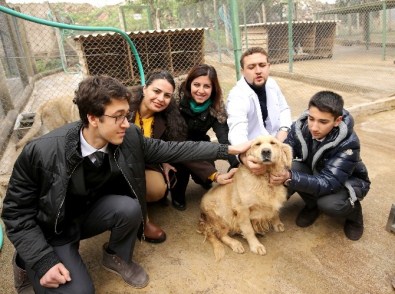 Atıklardan Sokak Hayvanlarına Kulübe Yaptılar