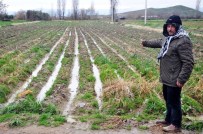 TONAJ - Geç Gelen Yağmur Patates Üreticisini Vurdu