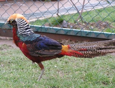 2015 Yılında Kaçak Avcılara 279 Bin 509 Lira İdari Para Cezası Uyguladı