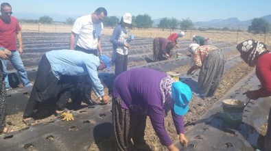 Düziçi Gıda Tarım Ve Hayvancılık Müdürlüğü'nün 2015'Teki Faaliyetleri