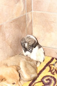 Salihli'de Can Dostlar Unutulmadı