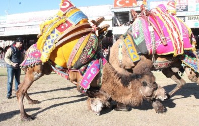 10. Geleneksel Kumluca Deve Güreşi Festivali Yapıldı