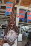 BALIK TÜRÜ - Ağlara Takılan Dev Fener Balıkları Görenleri Şaşkına Çeviriyor