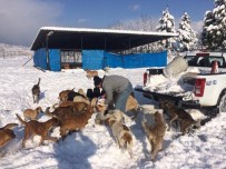 ÇÖP TENEKESİ - Alaplı Belediyesi Kış Ayında Köpekleri Unutmadı