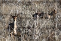 Dağ Ceylanı Popülasyonu Yüzde 25 Arttı