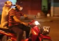 SEVIMLI HAYVANLAR - Gülümseten İş Bölümü