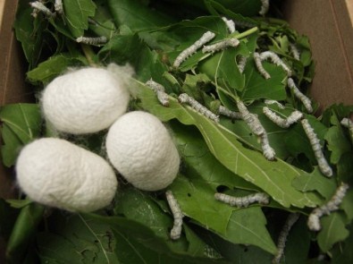 Bulunmaz Bursa Kumaşı Geri Döndü