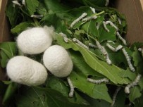 Bulunmaz Bursa Kumaşı Geri Döndü