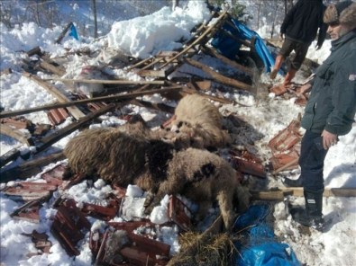 Ahır Çöktü, 15 Hayvan Telef Oldu
