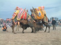 DEVE GÜREŞLERİ - Burhaniye'de Hafta Sonu Festival Var
