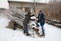 ERGUVAN - Fidanlar Nilüfer Belediyesi'nden