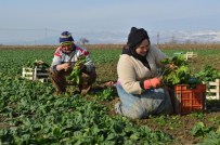 KAYGıSıZ - Kadınlar Dondurucu Soğukta Ispanak Topluyor