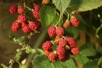 ZERDEÇAL - Uzmanından Bitki Çayı Demlemenin Püf Noktaları