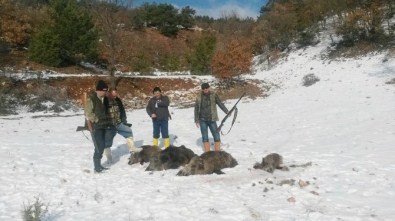 Avcılar 3 Saatte 5 Yaban Domuzu Vurdu
