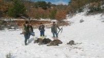 YABAN DOMUZU - Avcılar 3 Saatte 5 Yaban Domuzu Vurdu