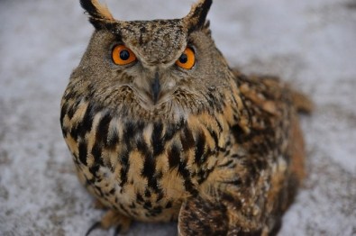 Erbaa'da 1.5 Metrelik Yaralı Baykuş Bulundu