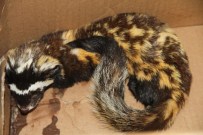 ORHAN YıLMAZ - Ardahan'da Bulunan Alaca Sansar Koruma Altında