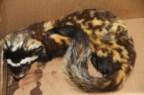 ORHAN YıLMAZ - Ardahan'da İlk Kez Rastlandı Açıklaması Koruma Altına Alındı