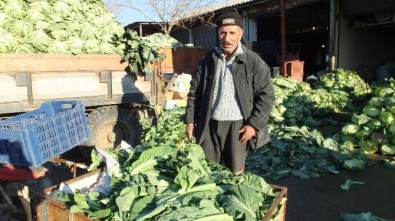 Burhaniye'de Karnabahar Bollaşınca Fiyatları Düştü