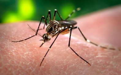 Dünya Sağlık Örgütünde 'Zika' alarmı!
