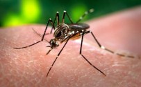 MARGARET CHAN - Dünya Sağlık Örgütünde 'Zika' alarmı!