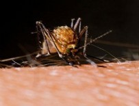 ZİKA VİRÜSÜ - Zika virüsü dünyayı alarma geçirdi