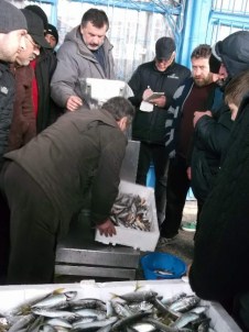 Kar Yağışının Ardından Hamsi Normale Döndü
