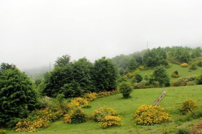 Odun Dışı Orman Ürünlerinde Hedefe Ulaşıldı