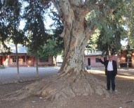Okul Bahçesinde Asırlık Dev Ağaç