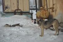 KÖPEK YAVRUSU - Köpek Yavruları Donarak Öldü