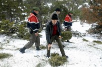 JANDARMA ALAY KOMUTANLIĞI - (Özel) El Birliğiyle Yaban Hayata Katkı