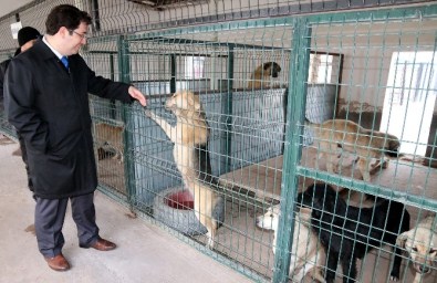 Aksaray'da Sokak Hayvanlarına Beş Yıldızlı Bakım