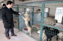 5 YILDIZLI OTEL - Aksaray'da Sokak Hayvanlarına Beş Yıldızlı Bakım