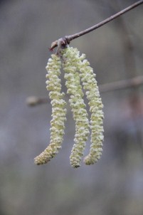 Trabzon Ticaret Borsası'ndan Fındık Üreticilerine Şubat Uyarısı