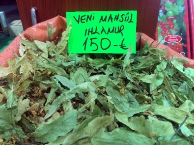 Ihlamur Fiyatı El Yakıyor