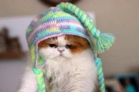 ALASKA - Kışın Evcil Hayvan Bakımına Dikkat