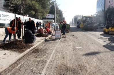 Şanlıurfa Büyükşehir Belediyesi Kestiği Ağaçların Yerine Yenilerini Dikti