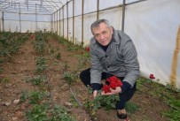 BOLAMAN - Süs Bitkisi Seralarında Kar Zararı